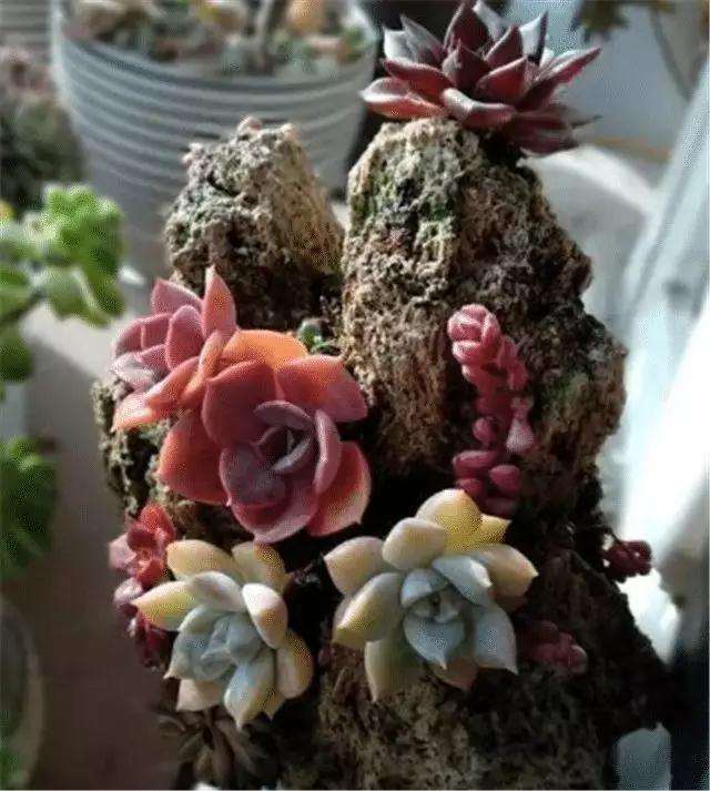 怎么在石头上种植多肉的方法 图片