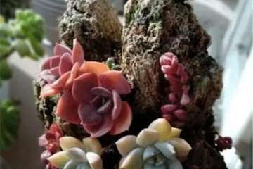 怎么在石头上种植多肉的方法 图片