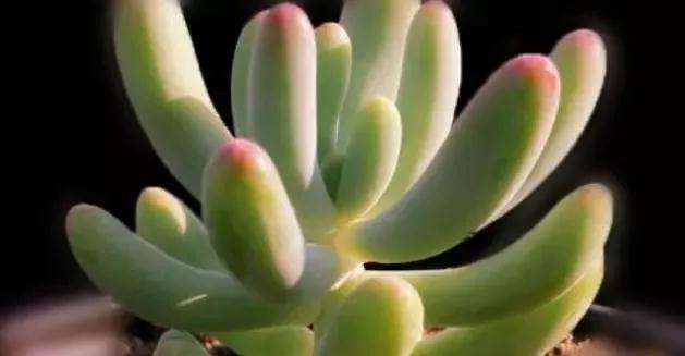 最适合新手养的是多肉植物有哪些