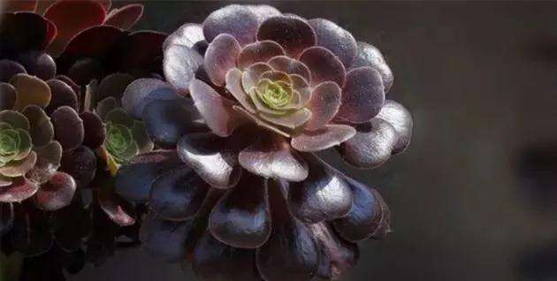 最适合新手养的是多肉植物有哪些