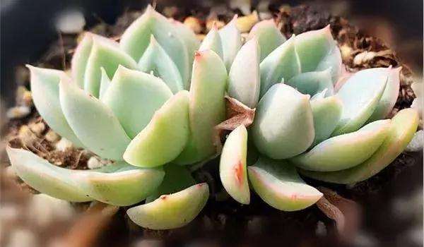 最适合新手养的是多肉植物有哪些