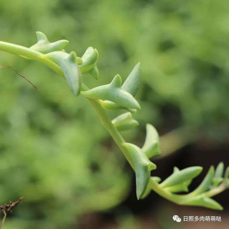 露养多肉植物的几点建议 图片