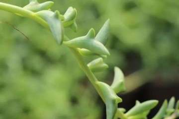 露养多肉植物的几点建议 图片