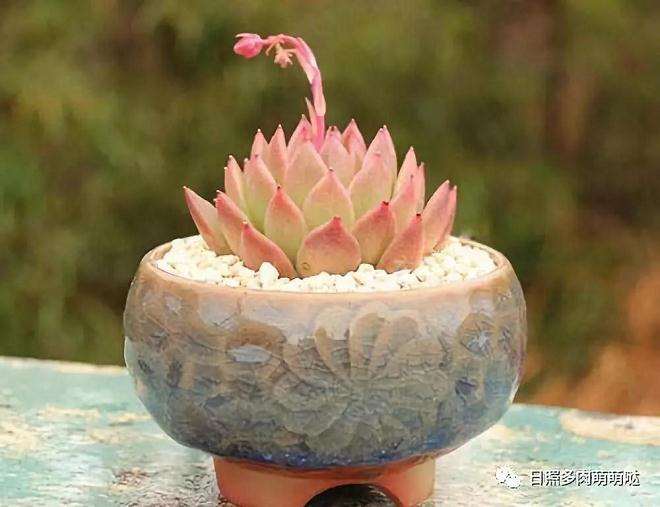 为什么多肉叶片淋雨后会被灼伤