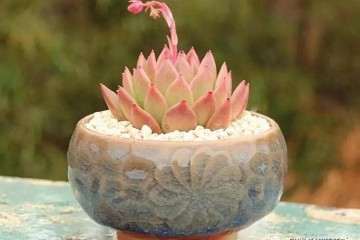 为什么多肉叶片淋雨后会被灼伤