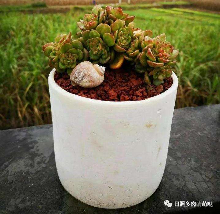 多肉淋雨有哪些好处和坏处