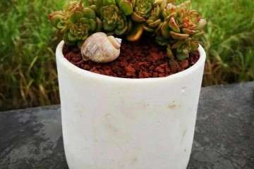 多肉淋雨有哪些好处和坏处 图片