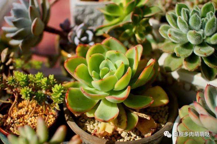 多肉植物秋季可以淋雨吗