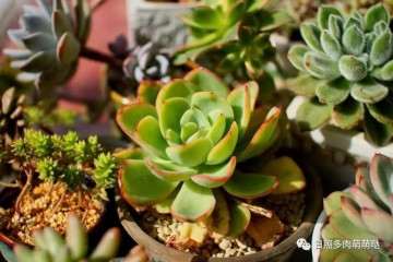 多肉植物秋季可以淋雨吗 图片