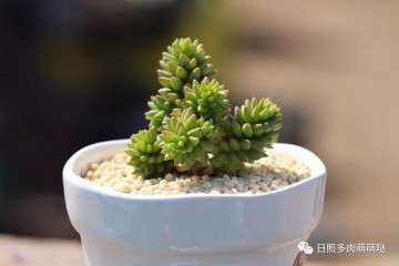 多肉植物秋季可以淋雨吗 分4种情况