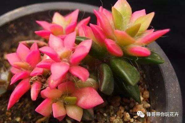吹雪之松锦多肉怎么养护最好爆盆