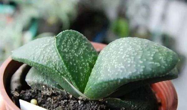 为什么秋季是多肉卧牛最好的生长季节