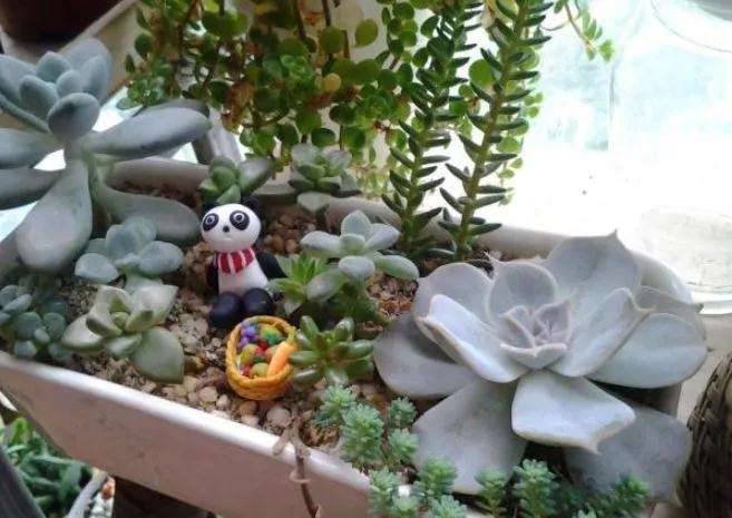 为什么只新手养多肉浇水不施肥了