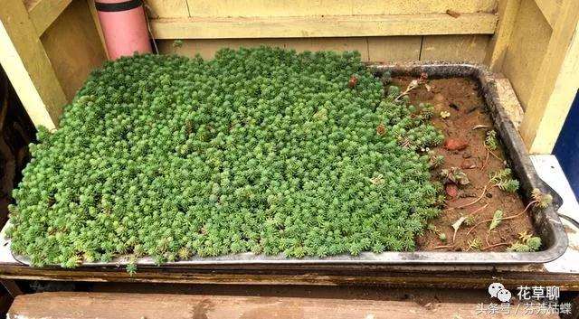 小小一角的多肉