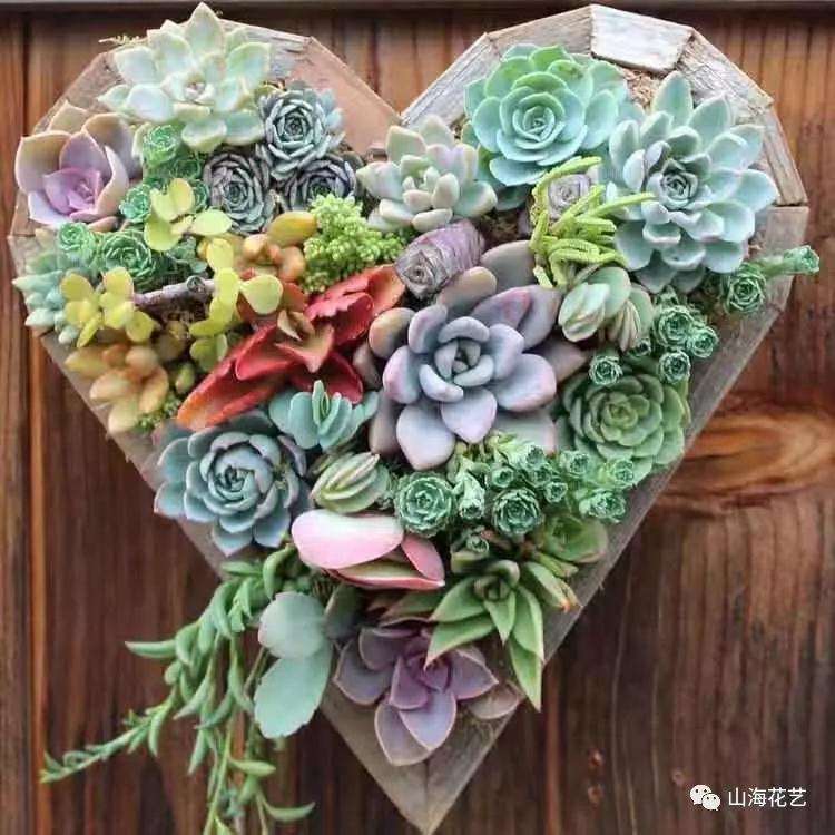 为什么别人的多肉拼盘那么美