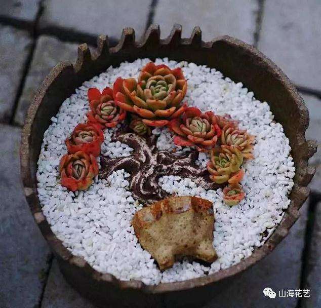 为什么别人的多肉拼盘那么美