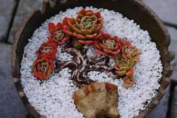 为什么别人的多肉拼盘那么美 自己却无从下手
