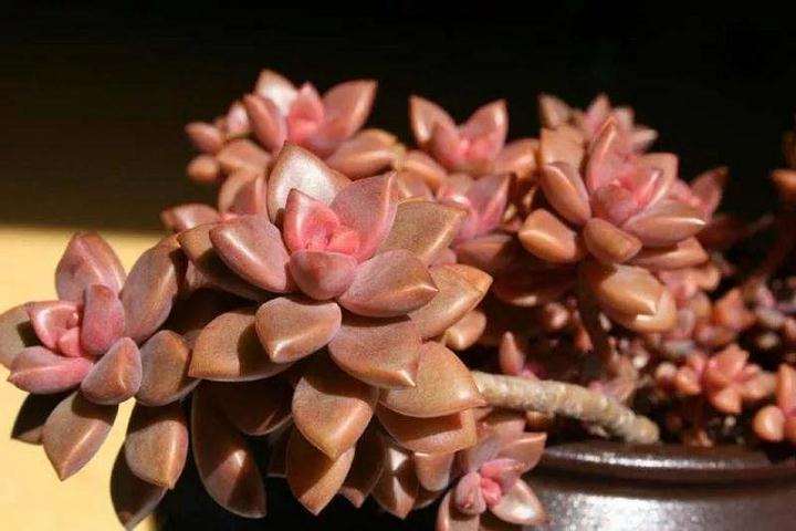 什么多肉植物又便宜又好养 图片