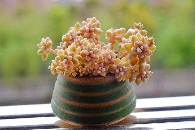 什么多肉植物又便宜又好养 图片