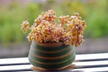 什么多肉植物又便宜又好养 图片