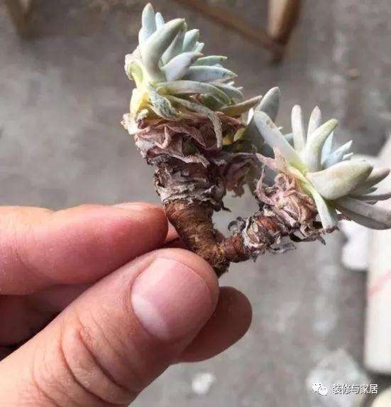 为什么多肉植物在上盆前要晒几天