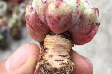 为什么多肉植物在上盆前要晒几天