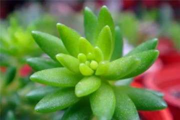 千佛手多肉光照不足 叶片就会徒长