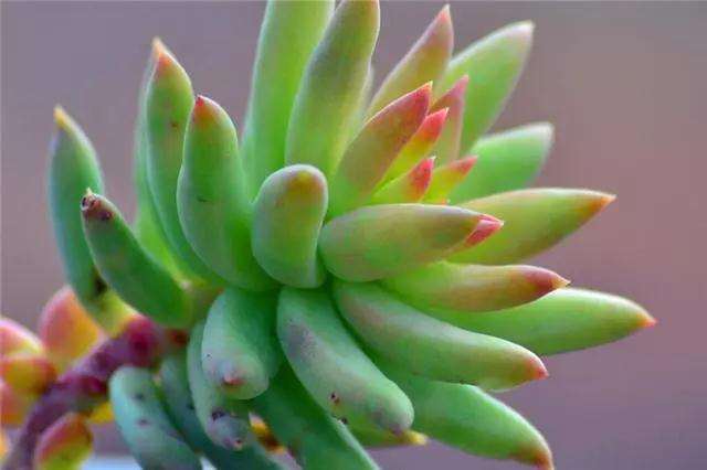 千佛手多肉20天左右浇水一次就可以