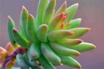 千佛手多肉20天左右浇水一次就可以