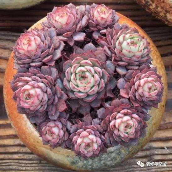 多肉植物淋雨可以补充微量元素 图片