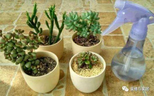 多肉植物淋雨可以补充微量元素 图片