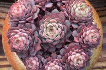 多肉植物淋雨可以补充微量元素 图片