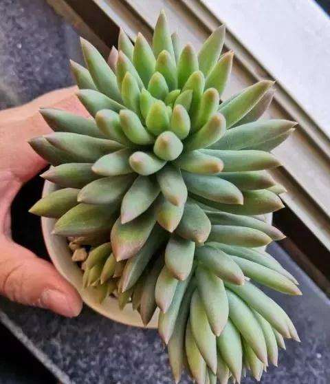 比绿萝还好养的4种多肉 空盆率超低