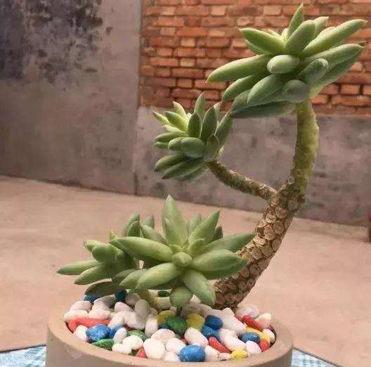 比绿萝还好养的4种多肉 空盆率超低