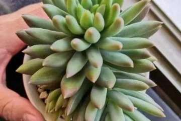 比绿萝还好养的4种多肉 空盆率超低