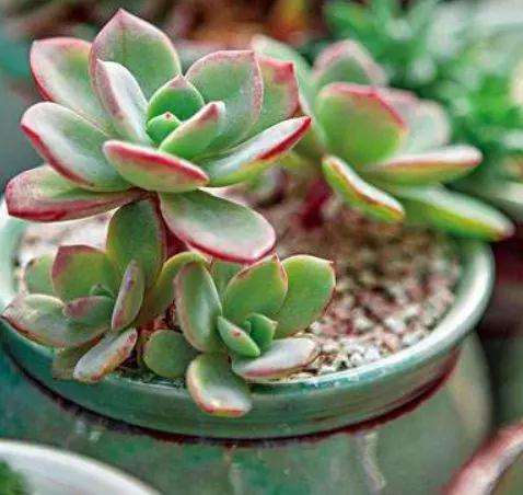 这2种多肉植物是带毒的 家养会出问题