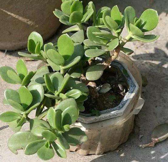 这2种多肉植物是带毒的 家养会出问题