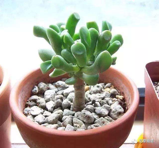 吸财树多肉怎么养护的要点 图片