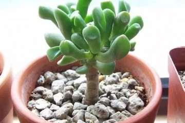 吸财树多肉怎么养护的要点 图片