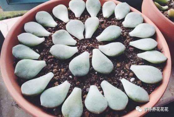 为什么扦插多肉植物很容易就能够长根