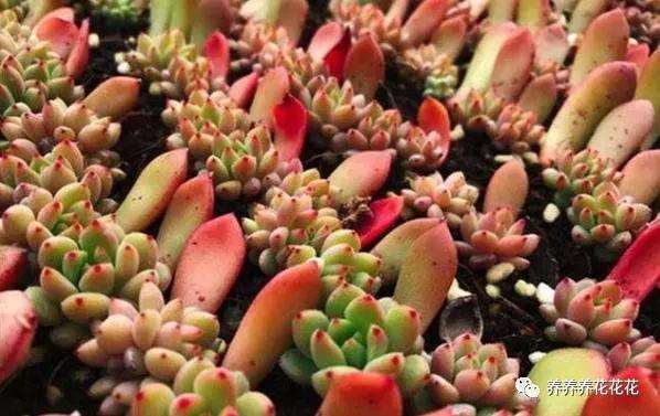 为什么扦插多肉植物很容易就能够长根