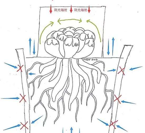 为什么十二卷多肉闷养最好 图片