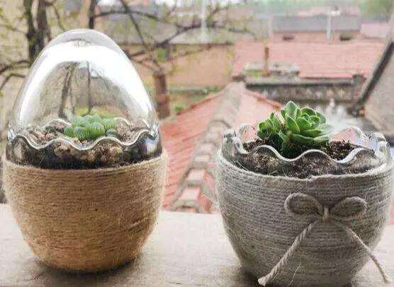 为什么十二卷多肉闷养最好 图片