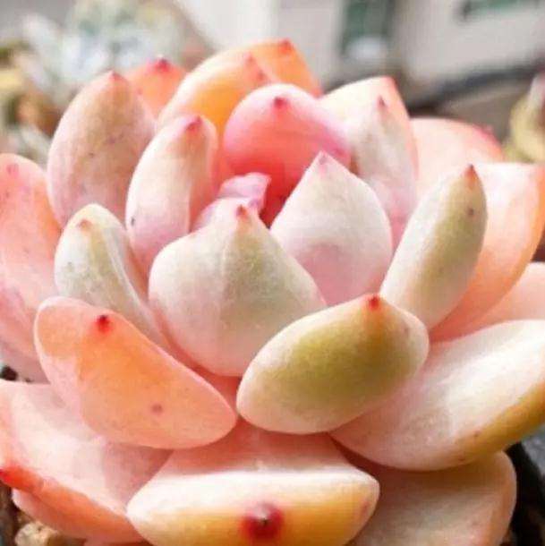 多肉应该怎么养殖 多长时间浇水一次