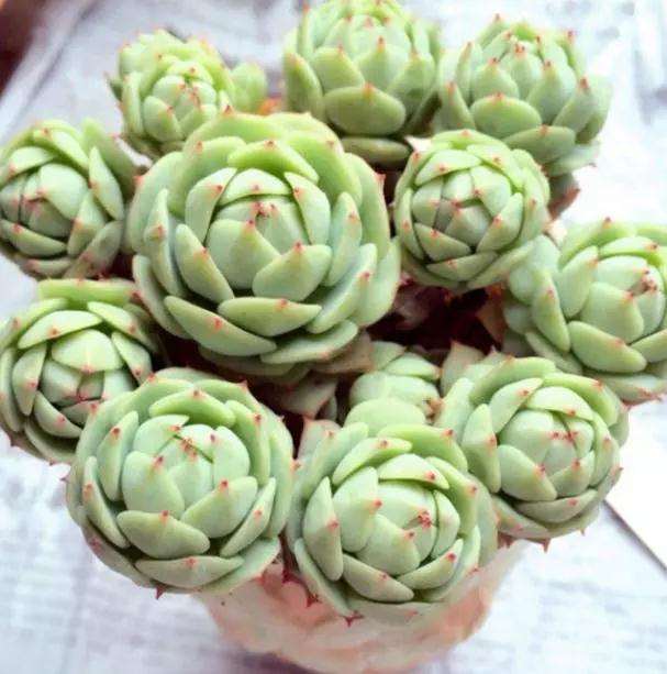 多肉应该怎么养殖 多长时间浇水一次