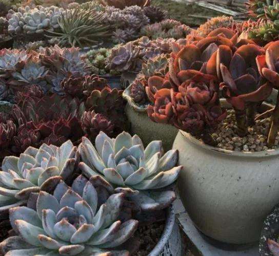 多肉植物常见病虫害有哪些