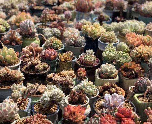 多肉植物常见病虫害有哪些