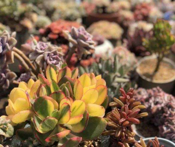 多肉植物常见病虫害有哪些