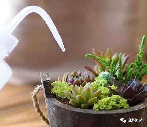 夏天你家里的多肉准备好如何度夏了吗