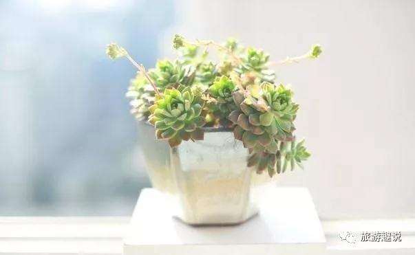 夏天你家里的多肉准备好如何度夏了吗
